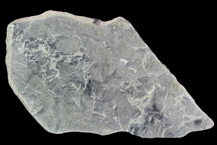 Polished Stromatolite (Pseudokussiella) Slab - Russia #91890